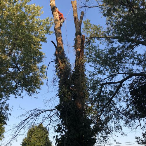 Cutting down a 70 ft dead tree 