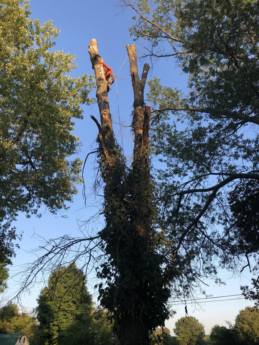 Cutting down a 70 ft dead tree 