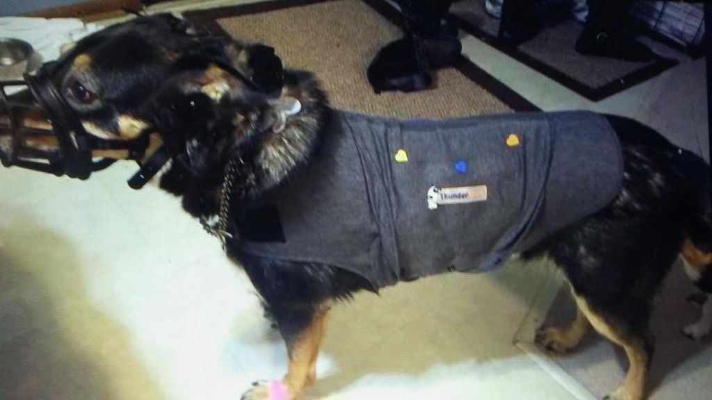This dog's name is Tina, this was her first day of