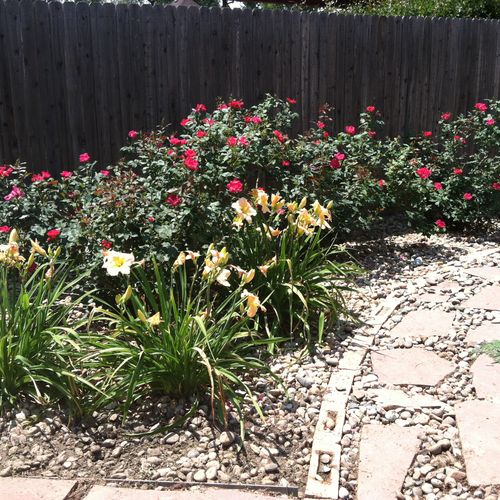 Garden maintenance - roses and day lilies in summe