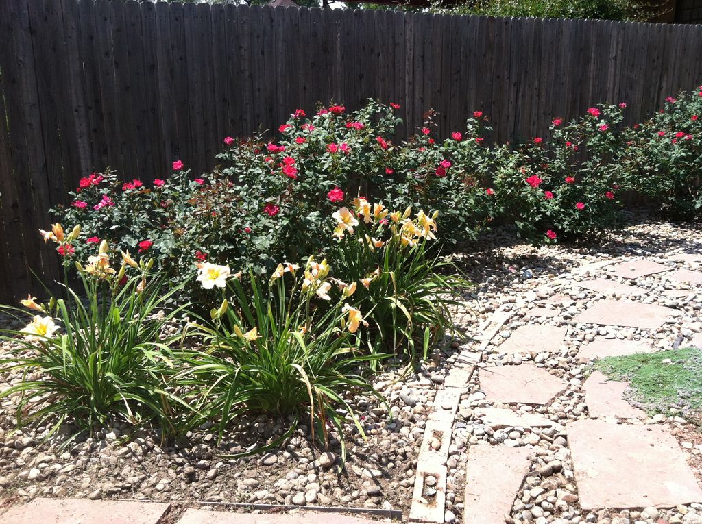 Garden maintenance - roses and day lilies in summe