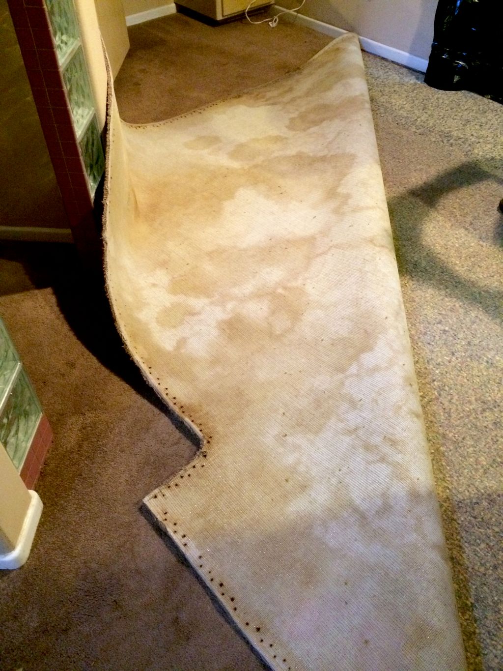 Dog Urine Stains on the carpet backing.