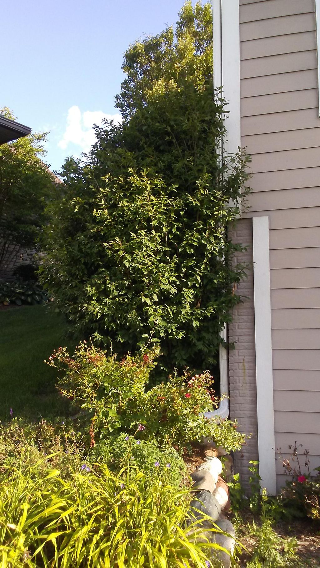 Landscaping (before)