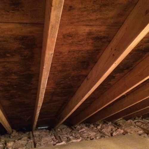 BEFORE: attic mold growth