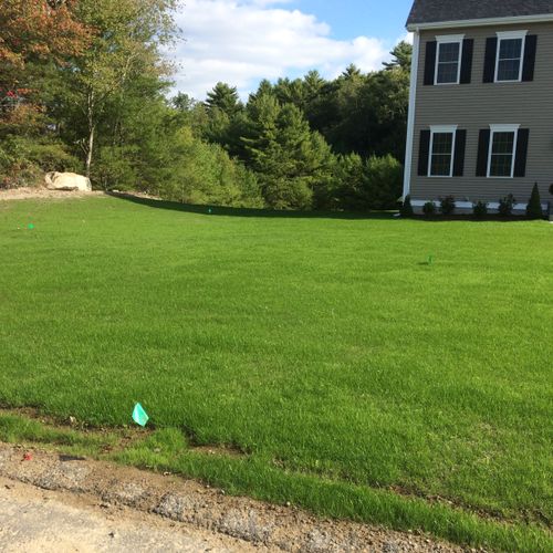 hydroseed lawn 2.5 weeks prior