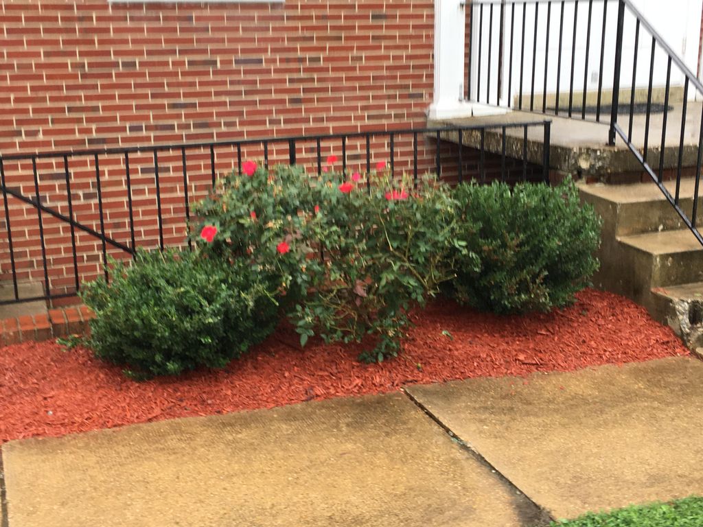 After trimming and mulching 