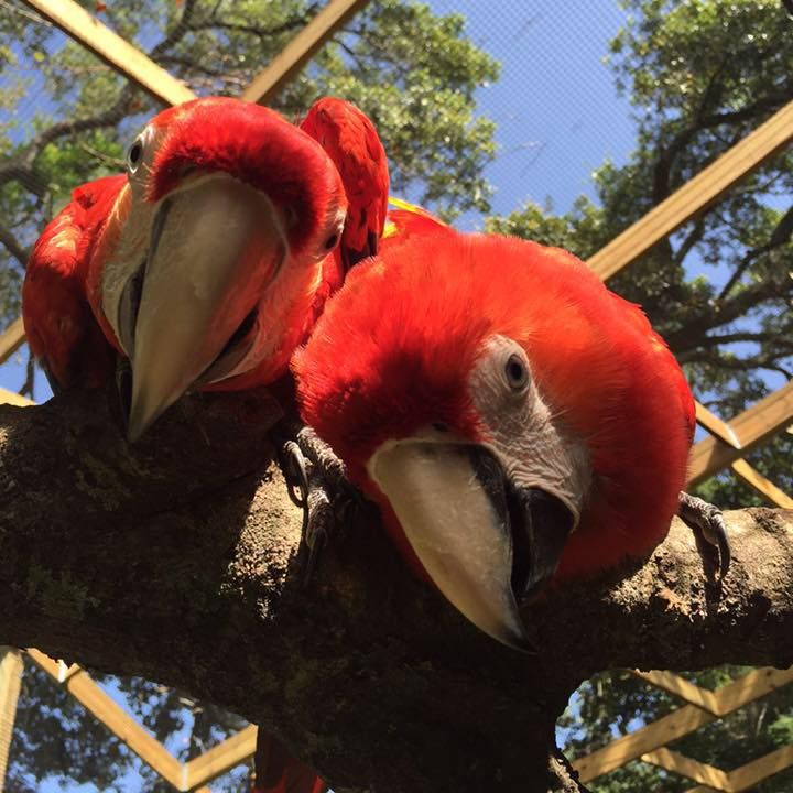 Macaws are highly intelligent, they keep me on my 