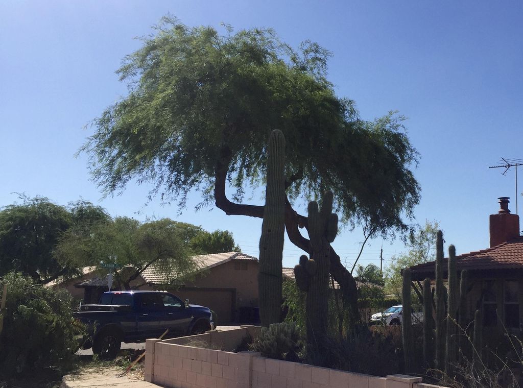 Large Mesquite Trim After
