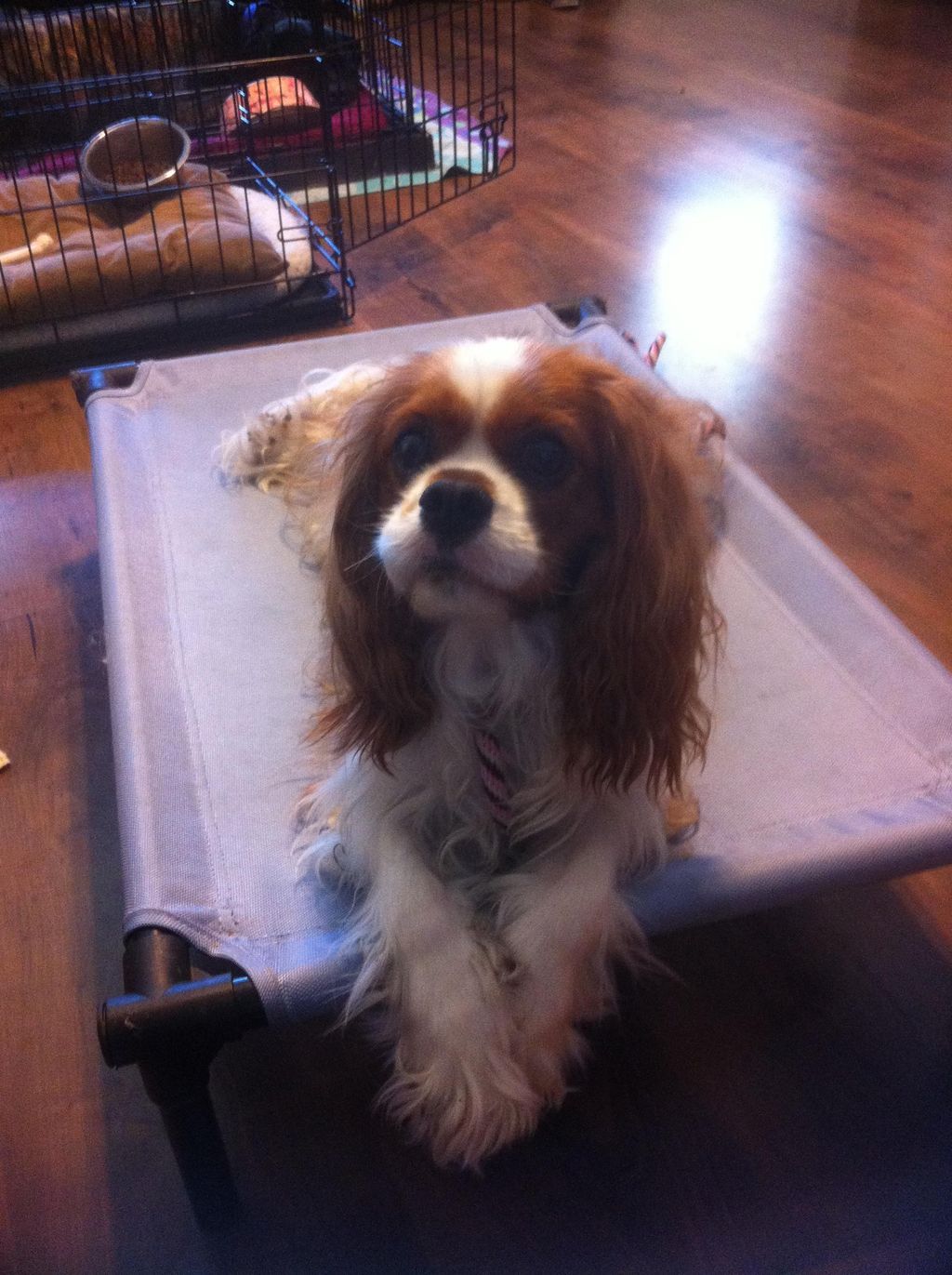 Don't let your dogs' size hold you back. The tiny 