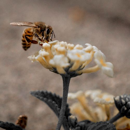 Africanized Bee -Part of  "Vanishing Bee" educatio