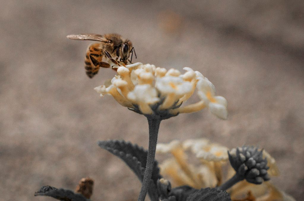 Africanized Bee -Part of  "Vanishing Bee" educatio