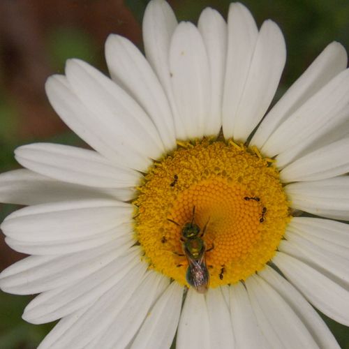 Bee pollinating a Daisy