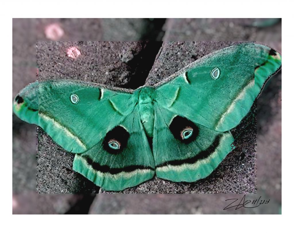 Luna Moth