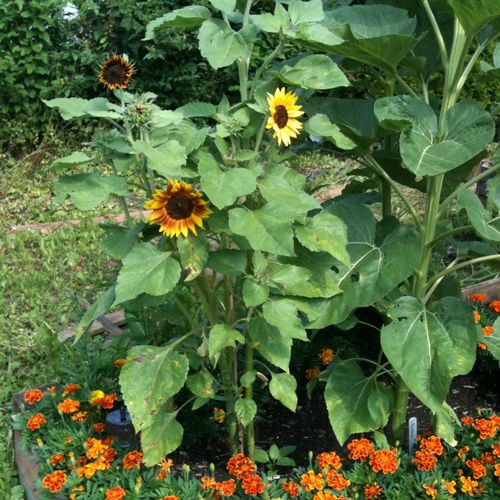 Sunflowers and marigolds
