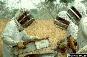 Africanized Bee Hive Removal...
We do the dangerou