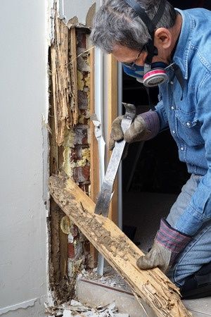 Subterranean termite damage. 