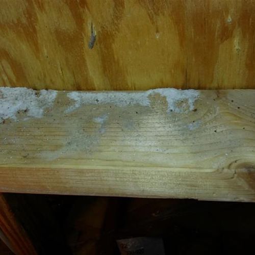 We inspect for and find the cause of mold shown he
