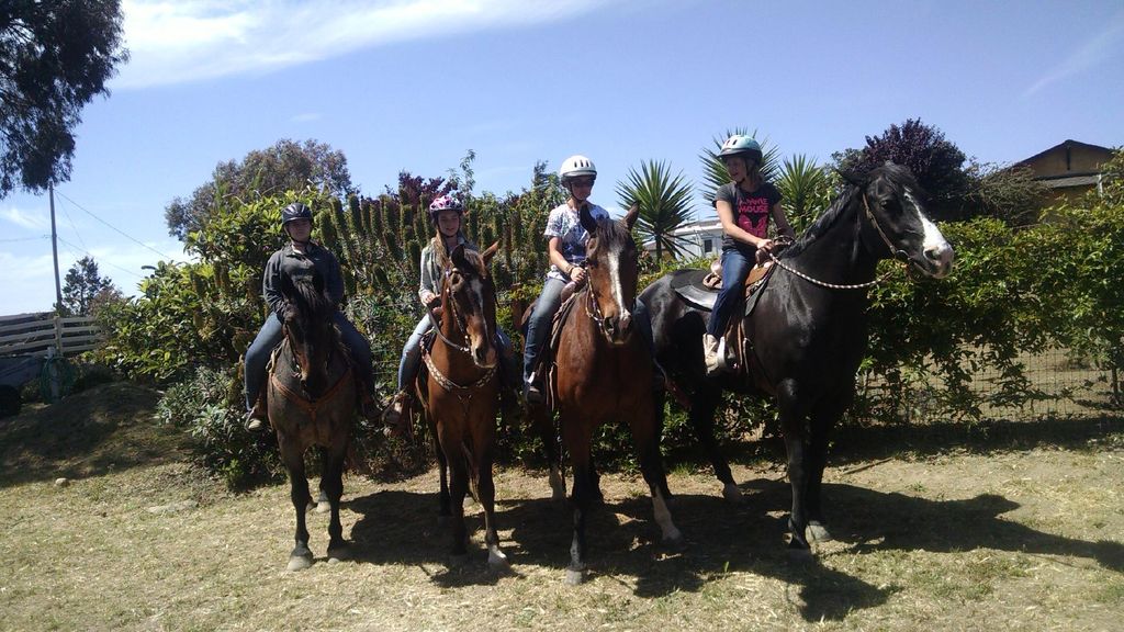 Ellen El-Bisi Horse Training