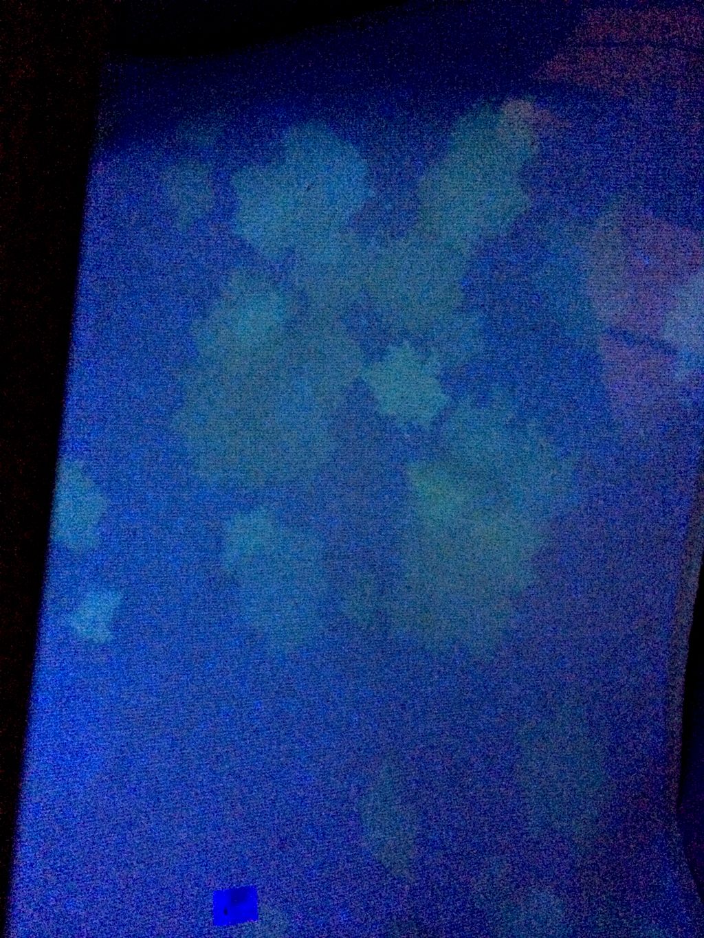 Dog urine stains illuminated under UV Black light 