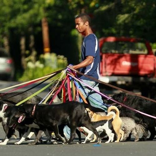 Sixteen dogs, sixteen leashes, God only knows how 