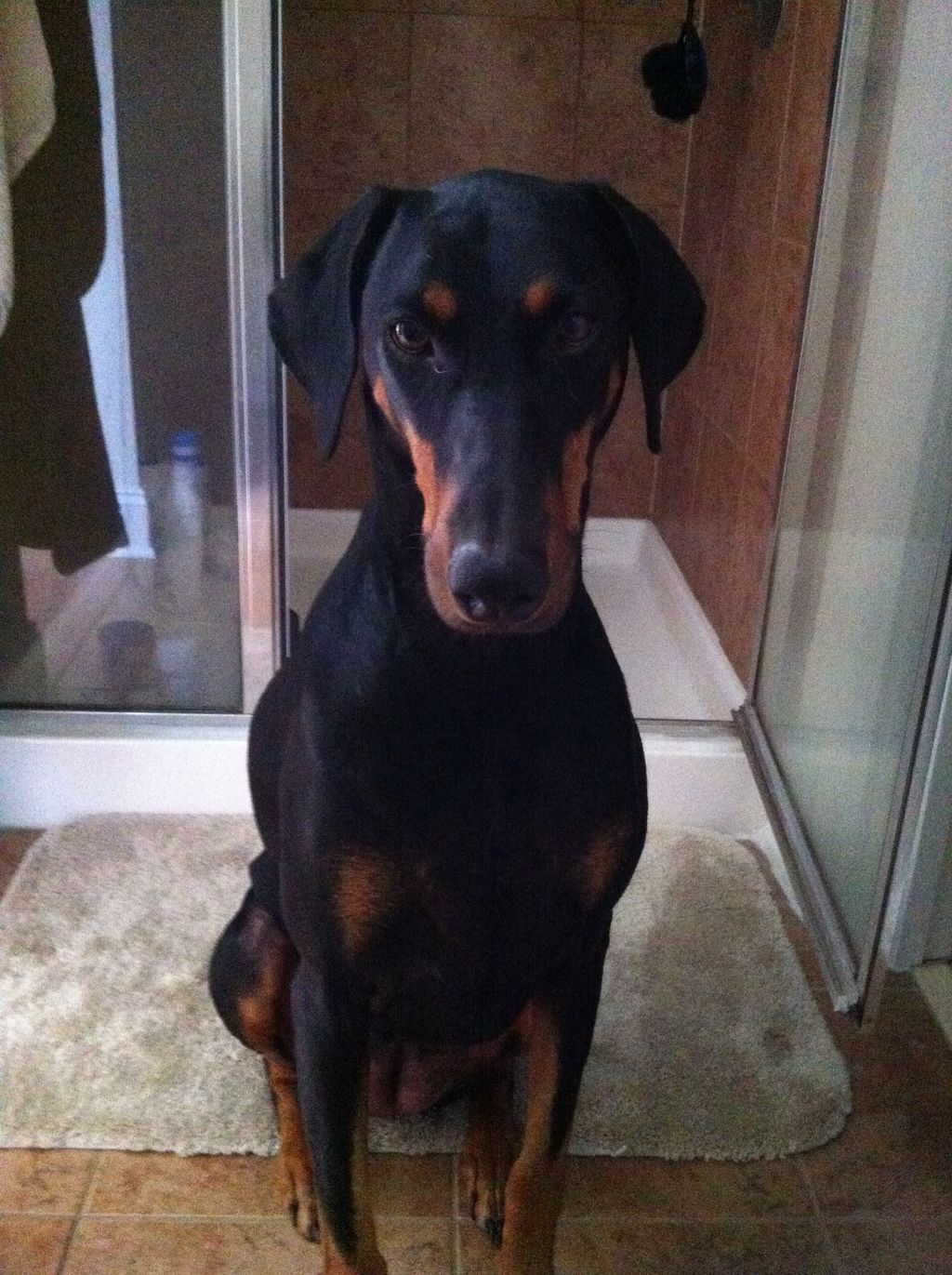 My First Dog! Juno Service Dog and AKC Citizen