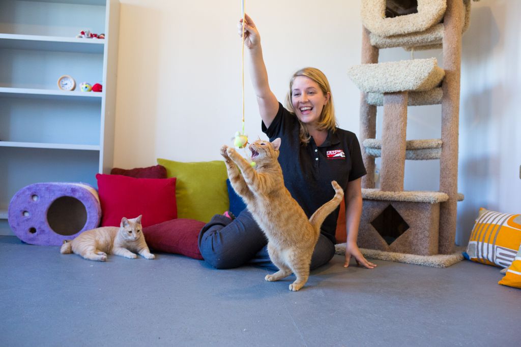 We love to exercise cats too!