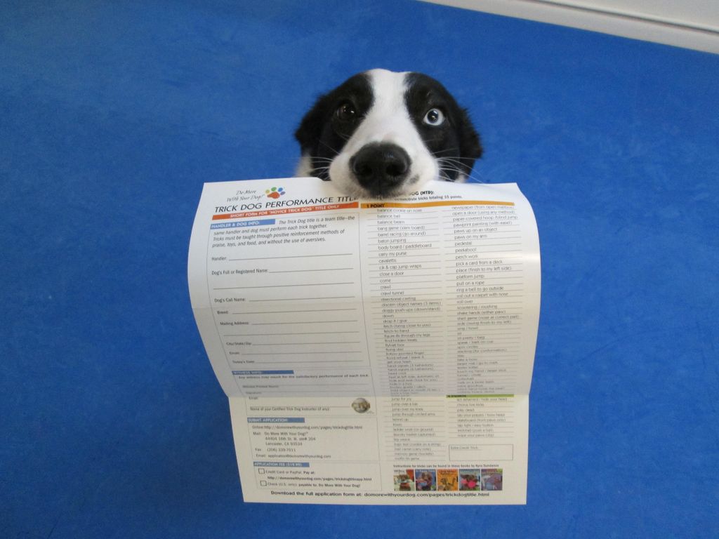 Tricks Training Titling