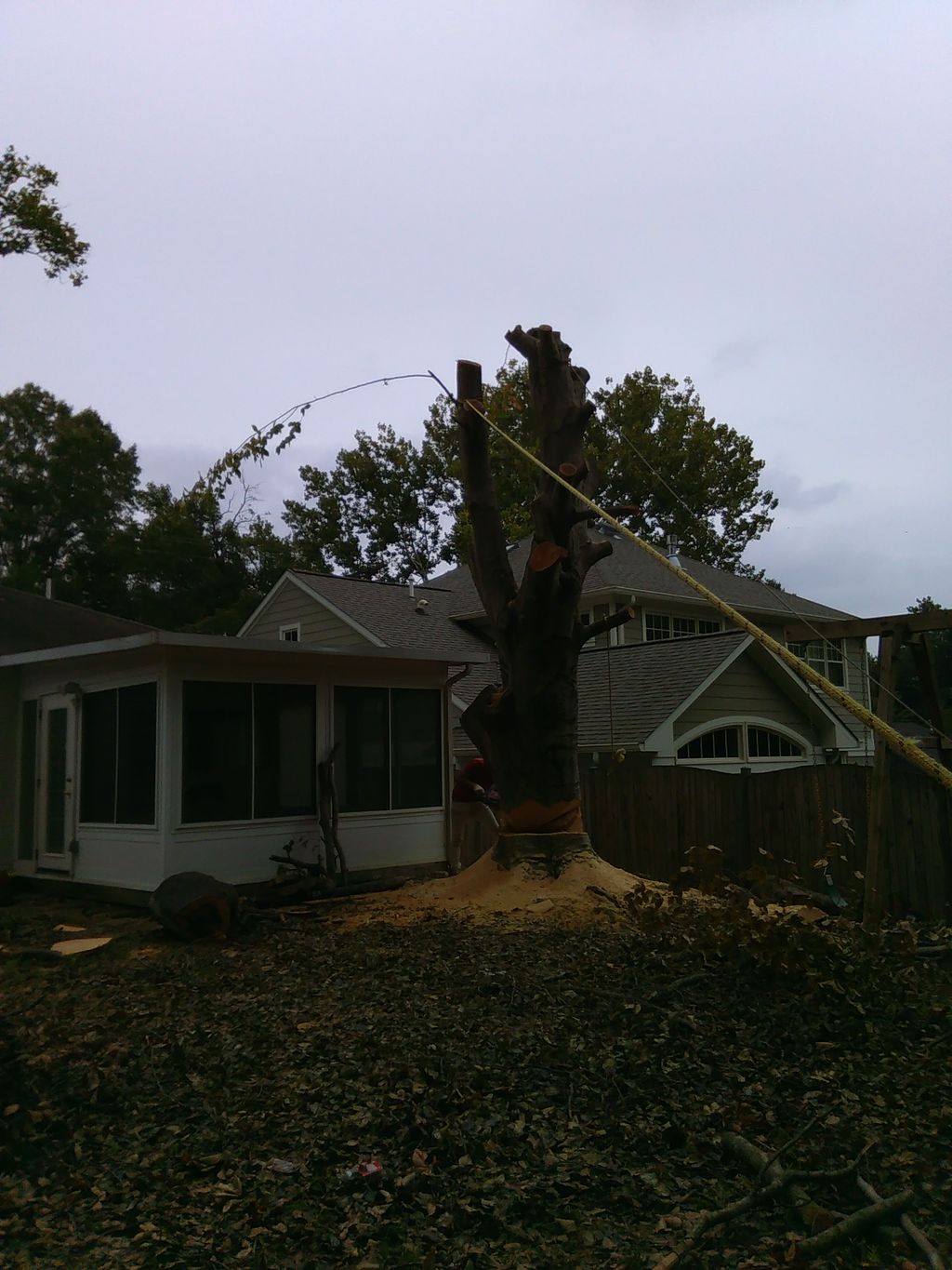 tree trimming in Chevy Chase