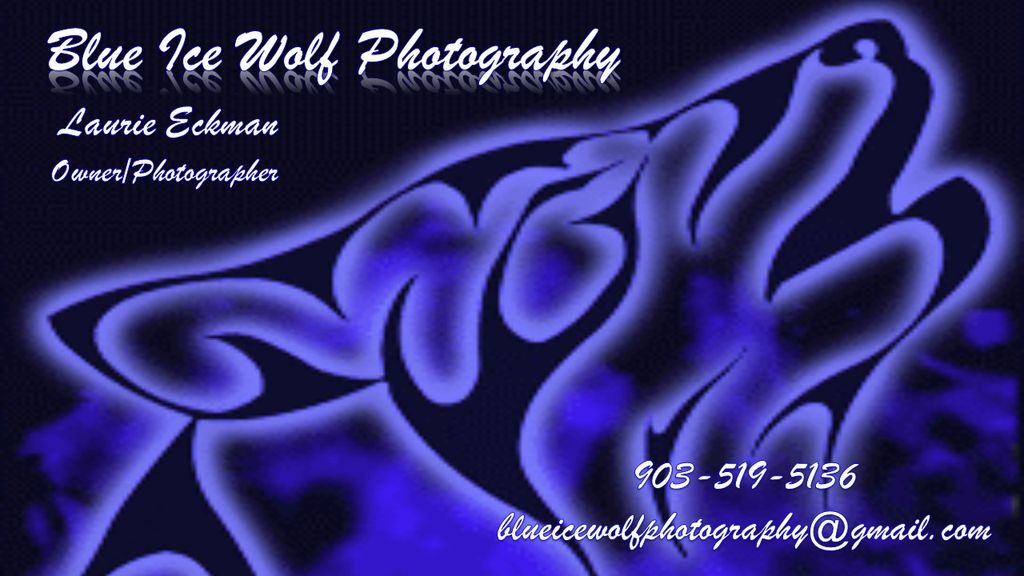 Blue Ice Wolf Photography
