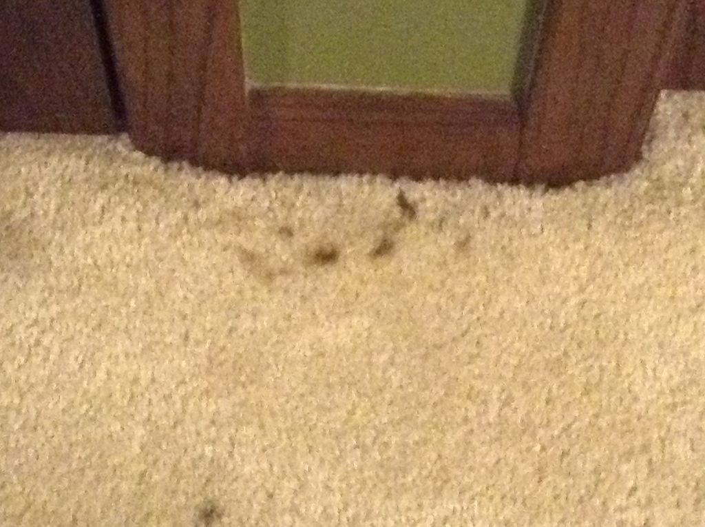 Old black oil or grease on light colored carpet.