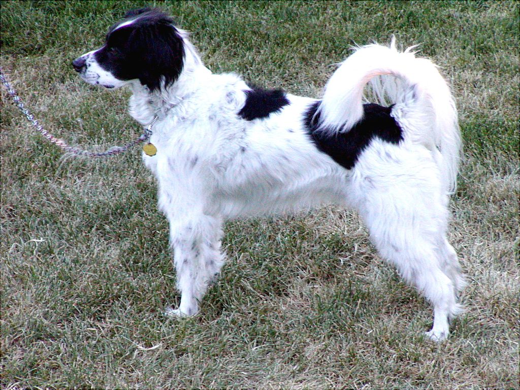 Dog show stance while being examined by judge.