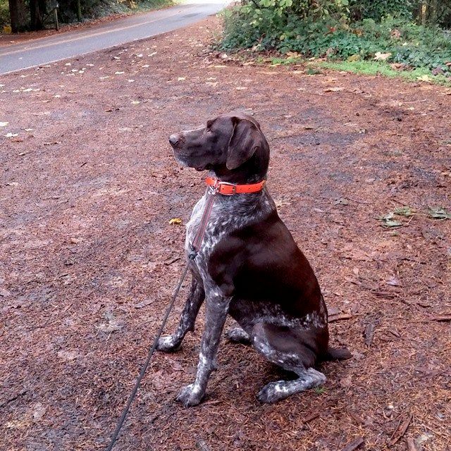 Bella