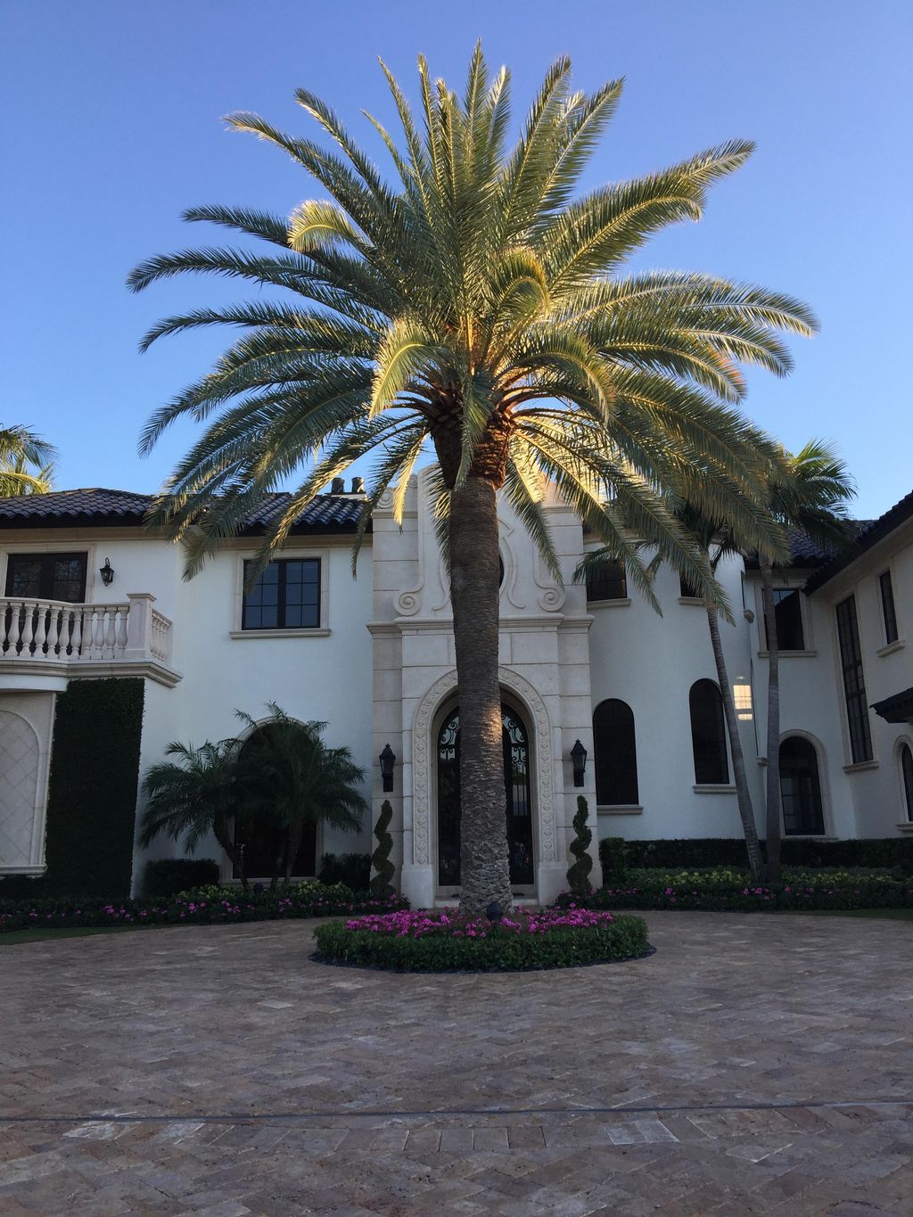 Palm Trees