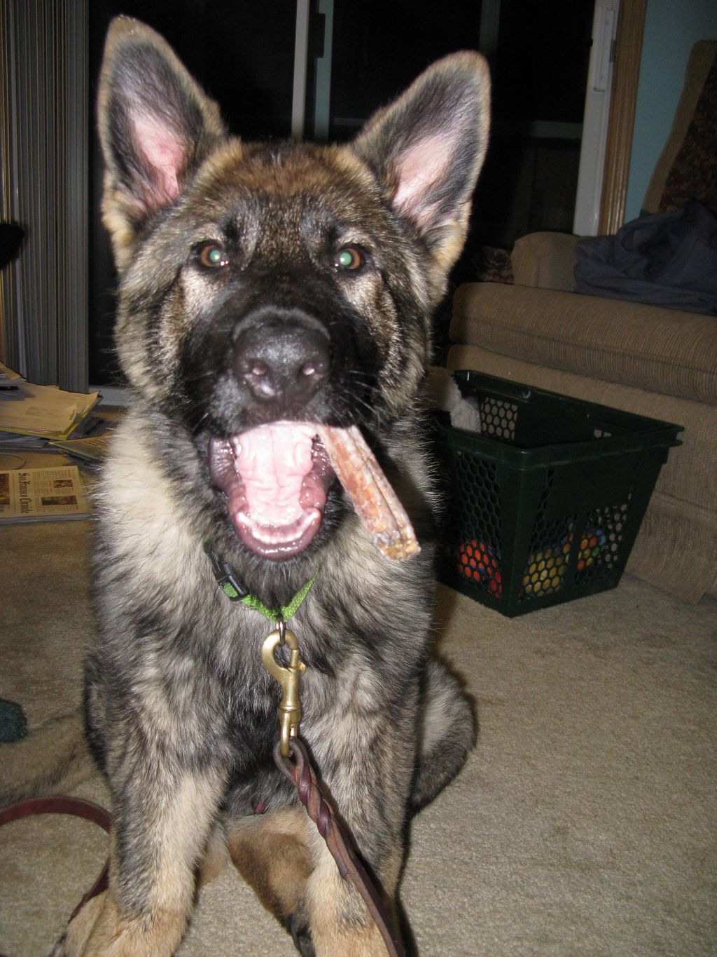 Bravo, my shepherd,
 and his favorite chewy.