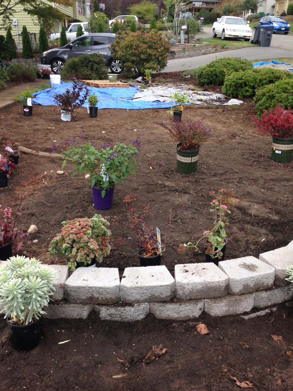Diseased cherry trees cut down wall, 10 plus yards