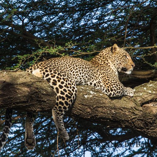 Leopard - Serengeti Plains