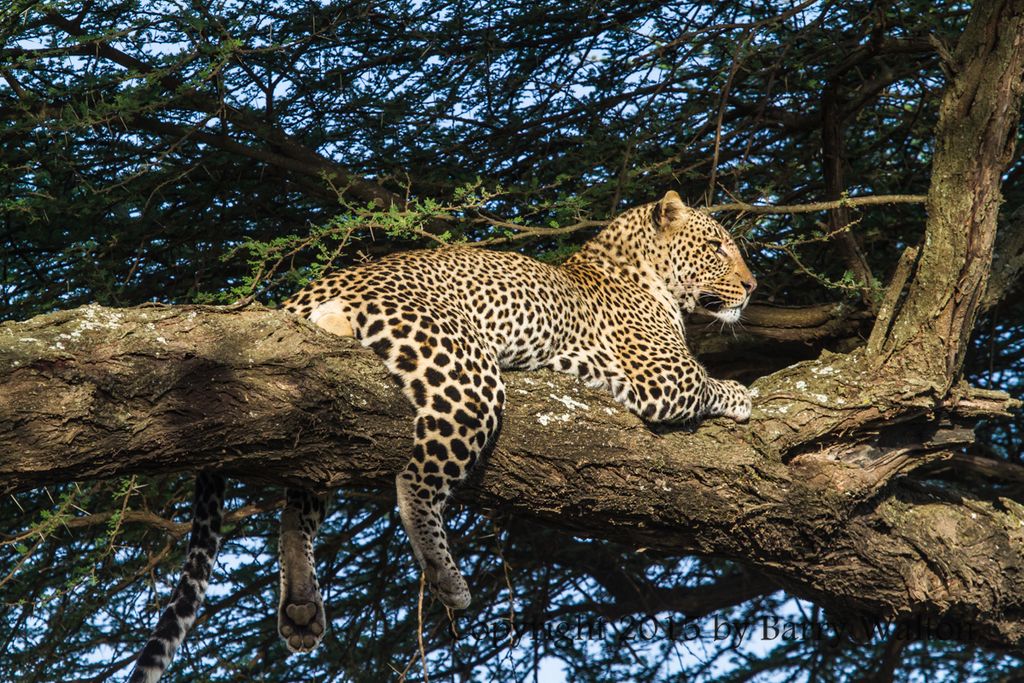 Leopard - Serengeti Plains
