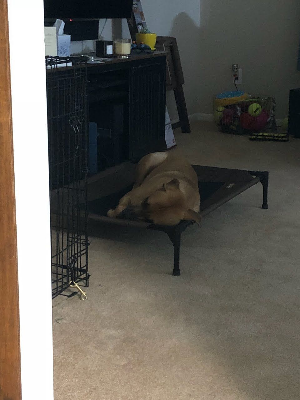 This is Moose. He was new to his family and was su