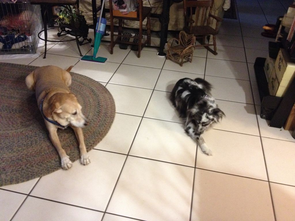 Taking care of foster Gracie and her friendsToby a