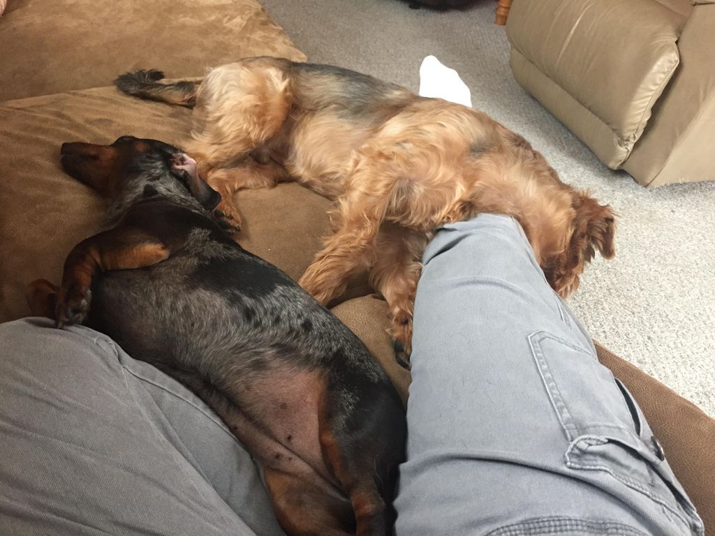 Jack & Tori snuggling up with their pet sitter.