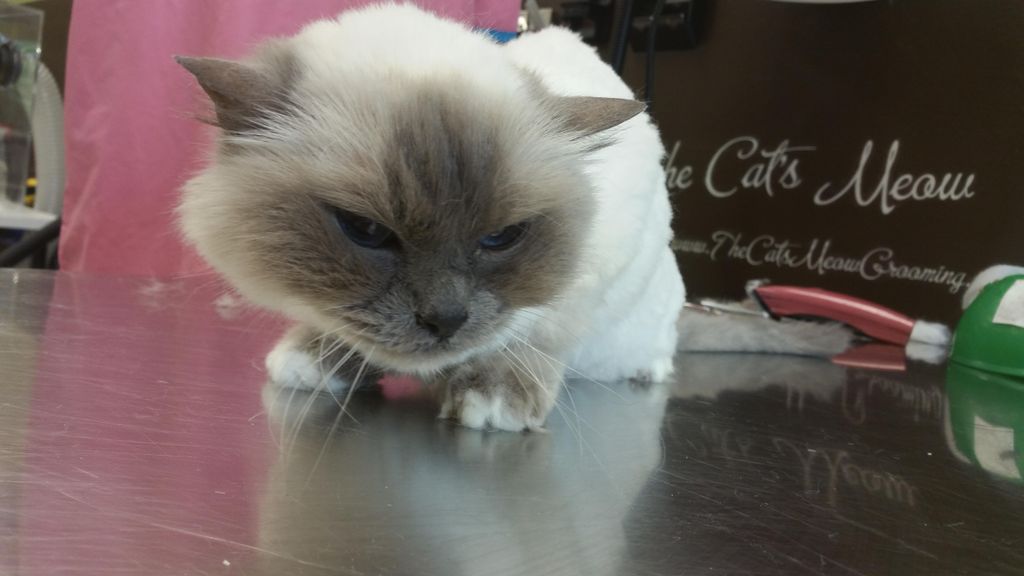 Lion trims start at $68