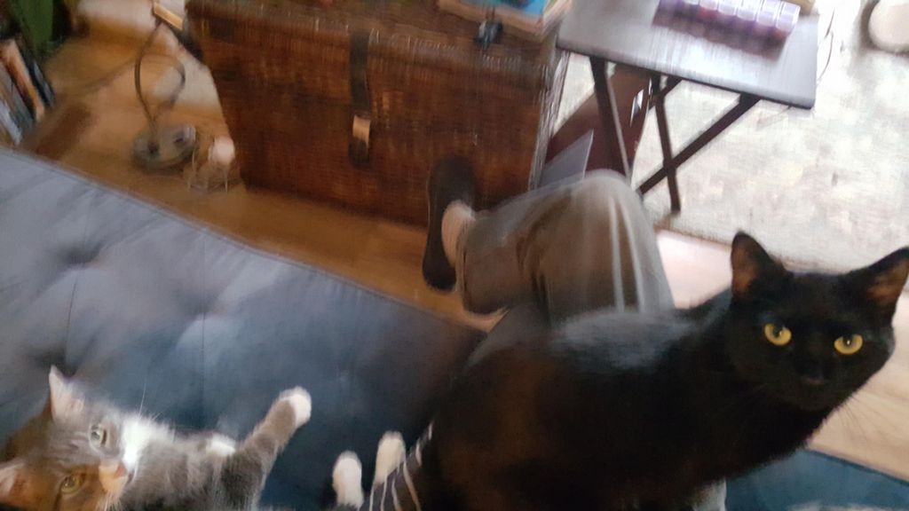 The last two kitties I sat with were real cuddle b