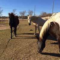 Pet Sitting Farm Animals