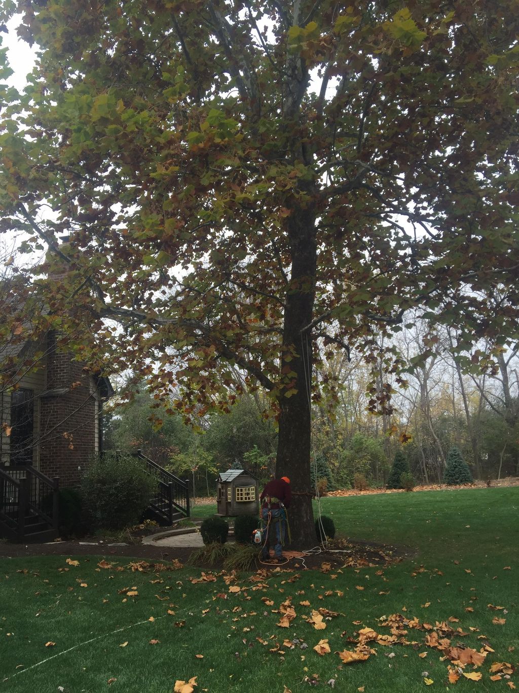 90 ft. Sycamore tree removed