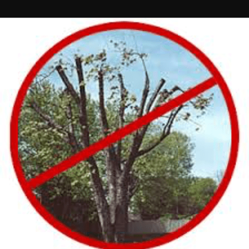 cutting the top off of your trees is a big "NO NO"