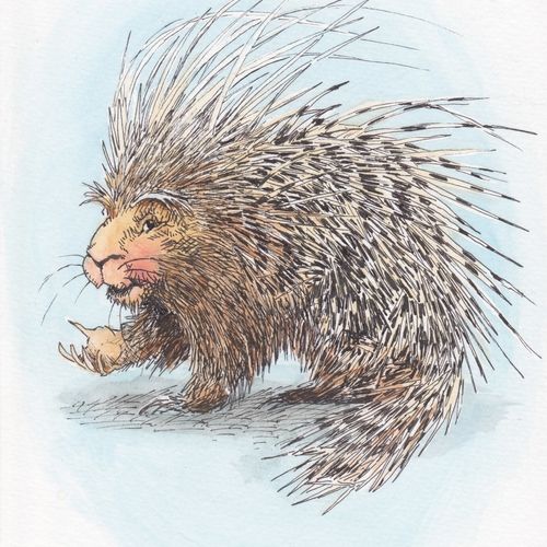 Porcupine - pen, watercolor