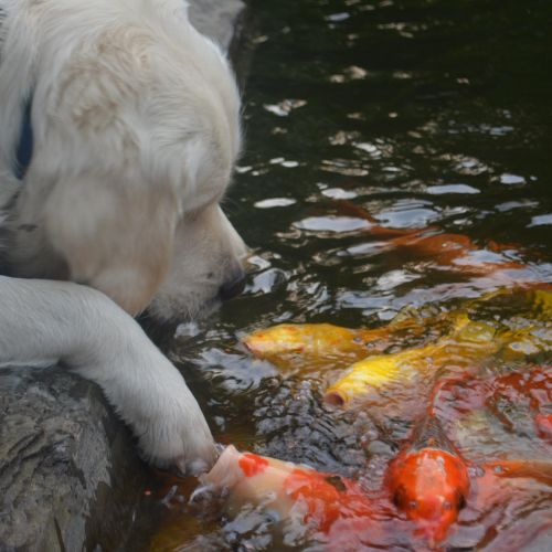 We love Koi (and dogs) GSK typically has several t