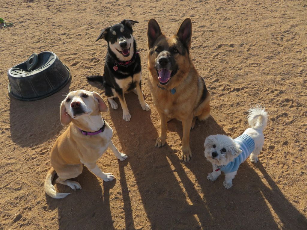 Discounts for multiple dogs, dogs adopted from a s