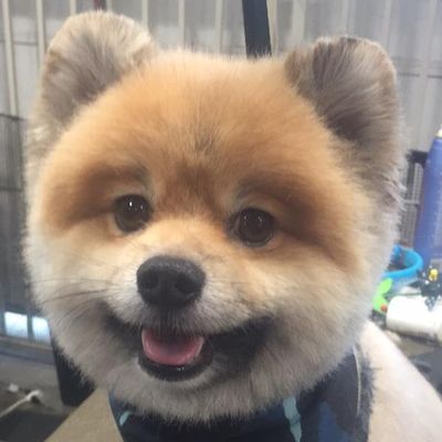 The 10 Best Mobile Dog Groomers in Menifee, CA (with Free Estimates)