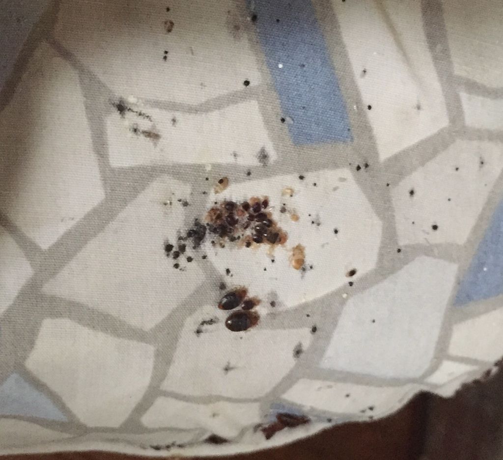 active bed bug infestation